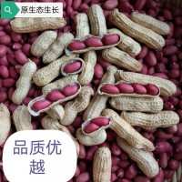 大量批发 四粒红皮花生带壳四粒红农家新货四粒红花生 一件代发