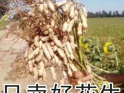 大量批发 四粒红皮花生带壳四粒红农家新货四粒红花生 一件代发图3