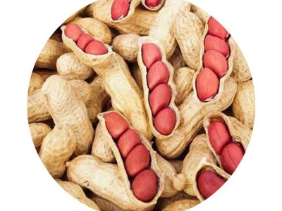 大量批发 四粒红皮花生带壳四粒红农家新货四粒红花生 一件代发图5