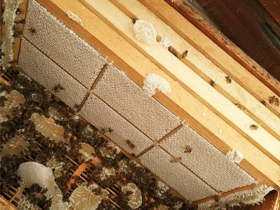 蜂巢蜜深山嚼着吃蜂巢蜂蜜新品蜂窝蜂场蜂蜜新巢蜜批发图3