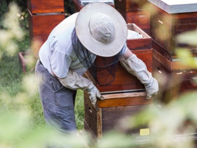 厂家直供蜂蜜批发 桶装75KG百花蜜 洋槐花蜂蜜散装土蜂蜜图4