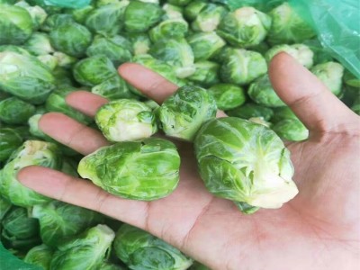 工厂直销新鲜孢子甘蓝迷你小包菜卷心菜包子球芽西餐蔬菜沙拉食材图4