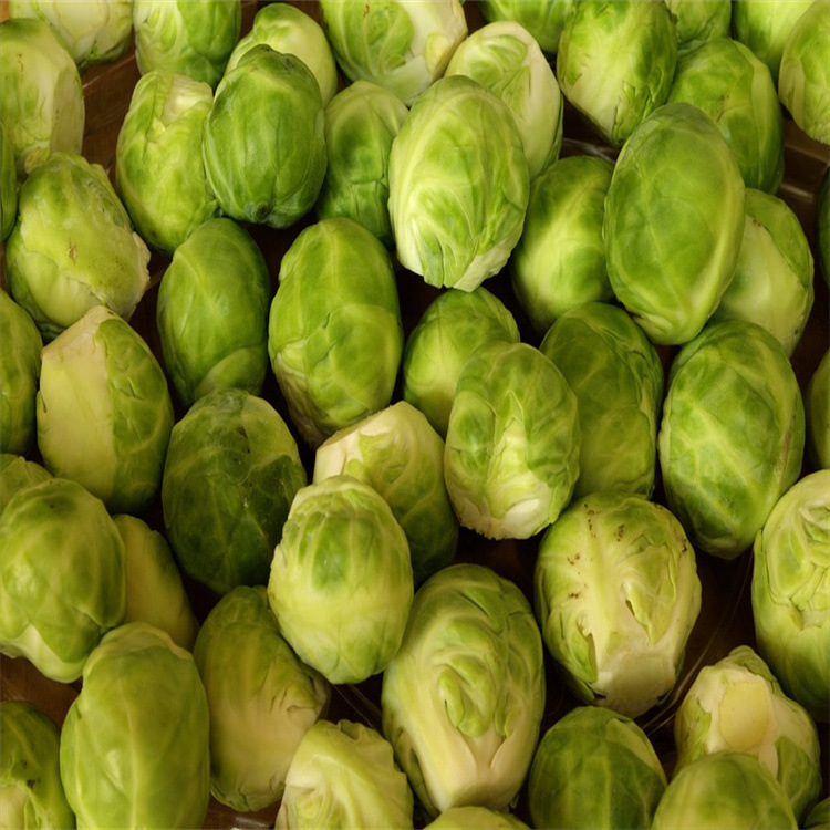 brussels-sprouts-463378_960_72