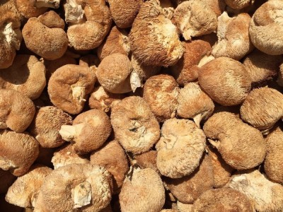 鑫吉挑选食用菌特产干货猴头菇 无熏金猴王猴头菇500g批发图4