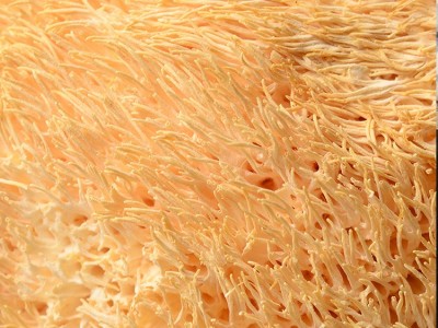 鑫吉挑选食用菌特产干货猴头菇 无熏金猴王猴头菇500g批发图3