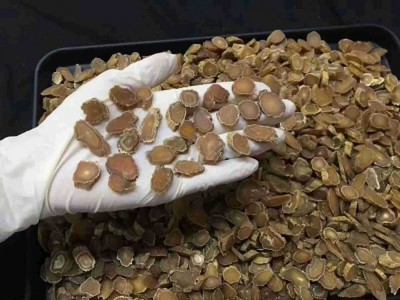 韩国高丽参腿菊花纹参节6年根高丽红参段图4
