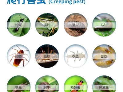 灭蚂蚁药家用室内厨房全窝端杀虫粉剂清除红白蚁跳骚臭虫蟑螂图4