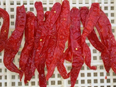 厂家散装盐渍辣椒 腌制辣椒 腌渍辣椒 泡红椒 腌辣椒图4