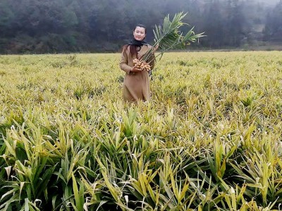 姜片批发 贵州产地发货 源头货源姜片图5