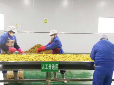 干姜片 批发云贵高原姜片 磨光姜片 姜母片 姜道缘厂家直图4