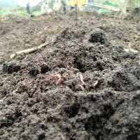 厂家大量直供蚯蚓粪蚯蚓土养花种菜土壤改良能提升口感的好肥料