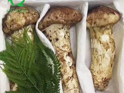 原产地直发新鲜松茸代发 批发代发零售 顺丰空运 云南特产图3