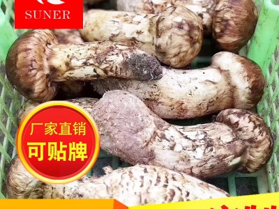 原产地直发新鲜松茸代发 批发代发零售 顺丰空运 云南特产图2