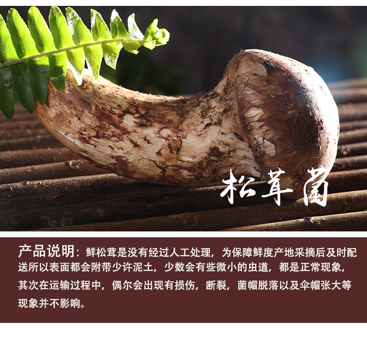 48新鲜松茸_03