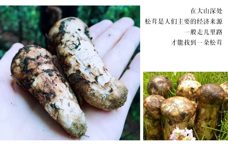 48新鲜松茸_07