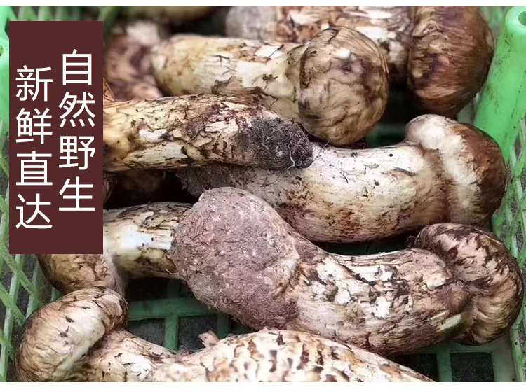 48新鲜松茸_10