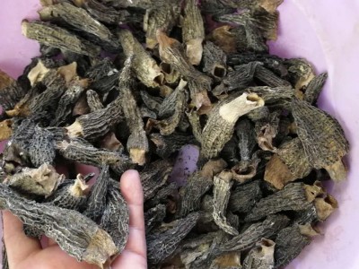 云南特产煲汤菌汤包批发特价羊肚菌干货250克养殖羊菌肚菇图3