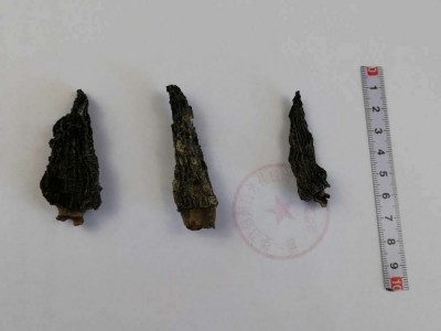 云南特产煲汤菌汤包批发特价羊肚菌干货250克养殖羊菌肚菇图5