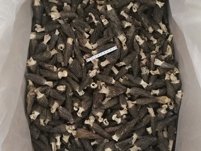 产地专业批发七彩菌汤包250g羊肚菌带柄4公分以上 干货人工养殖丛图2