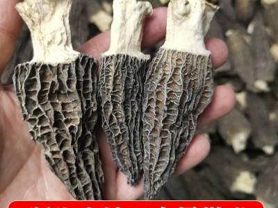 产地专业批发七彩菌汤包250g羊肚菌带柄4公分以上 干货人工养殖丛图5