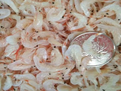 虾皮批发 淡干虾皮 熟虾皮 流水线 海味 海鲜干货批发量大从优图4
