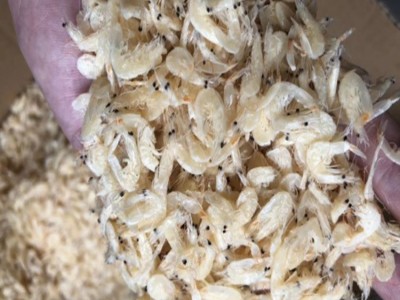 虾皮批发 淡干虾皮 熟虾皮 流水线 海味 海鲜干货批发量大从优图2