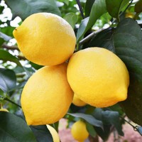 四川安岳黄柠檬孕妇水果奶茶店可用皮薄多汁黄柠檬产地直发质量高