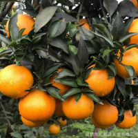 四川爱媛果冻橙新鲜水果爱媛38号果冻橙果园直发现摘果当季水果