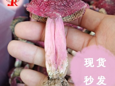 【小额批发】精选野生红菇小标菇菇丁哥食用菌干货工厂现货图3