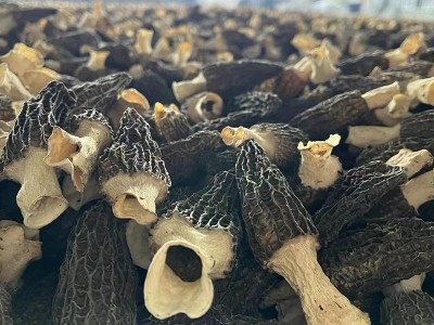 羊肚菌6-9cm头茬 羊肚菌中大个食用菌菇干货山珍批发250克图4
