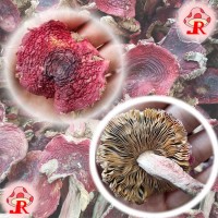 【小额批发】精选野生红菇平面菇食用菌干货250g/袋