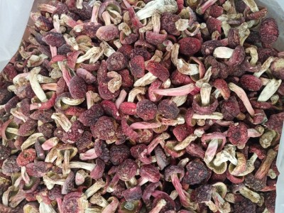 工厂现货 小额批发精选野生红菇小菇丁自然晾干食用菌干货图5