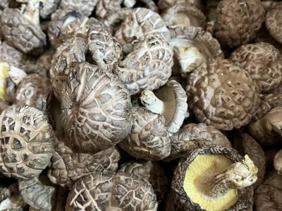 2022新香菇，花菇图3