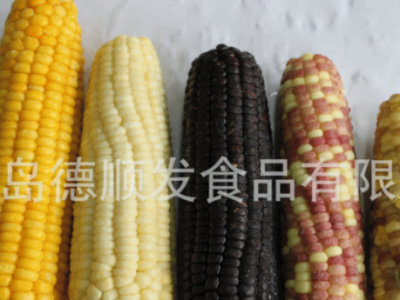 速冻甜玉米棒16-18cm 粘玉米棒14-16cm 糯玉米棒水果玉米图2