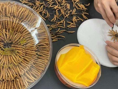 西藏那曲冬虫夏草 冻干产地直供高海拔 足干虫草 礼盒装虫草代发图2