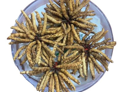 西藏那曲冬虫夏草 冻干产地直供高海拔 足干虫草 礼盒装虫草代发图5