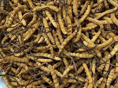 西藏那曲冬虫夏草 冻干产地直供高海拔 足干虫草 礼盒装虫草代发图3