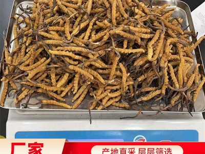 西藏那曲冬虫夏草 冻干产地直供高海拔 足干虫草 礼盒装虫草代发图1