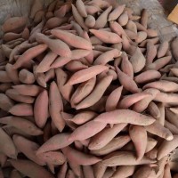 山东烟薯25 大量储存批发零售