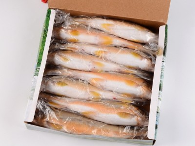 源厂家冷冻海鲜多籽母香鱼7-10一盒整箱装日本料理食材可烧烤煎炸图5