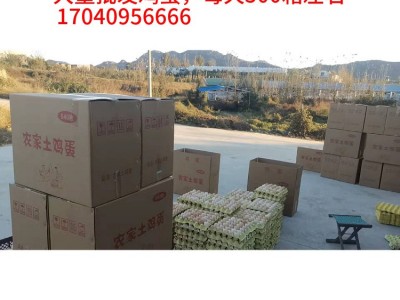 土鸡蛋批发360枚整箱草鸡蛋笨鸡蛋虫草蛋基地直发新鲜量大从优图4
