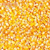 厂家供应 膨化玉米粉 东北玉米食用玉米粉 玉米粒饲料原料批发