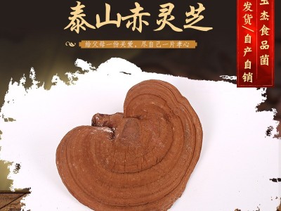 山东冠县灵芝产地大量供应 泰山赤灵芝 泰山赤灵芝图3