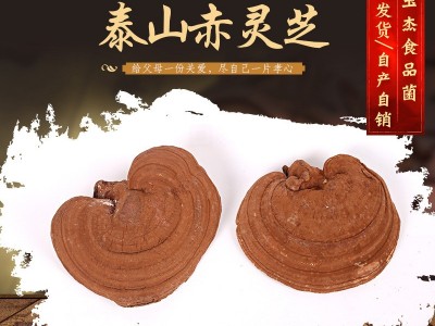 山东冠县灵芝产地大量供应 泰山赤灵芝 泰山赤灵芝图4