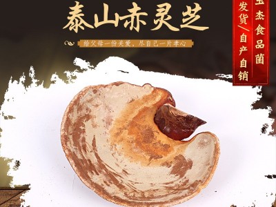 山东冠县灵芝产地大量供应 泰山赤灵芝 泰山赤灵芝图2