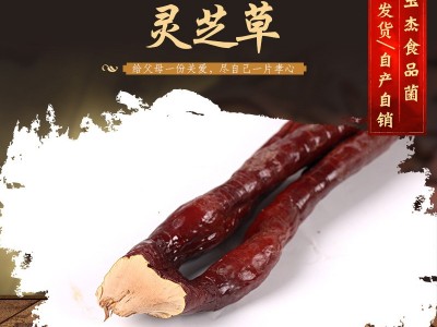 现货批发 灵芝草 草灵芝 鹿角灵芝原产地自产自销灵芝草图2