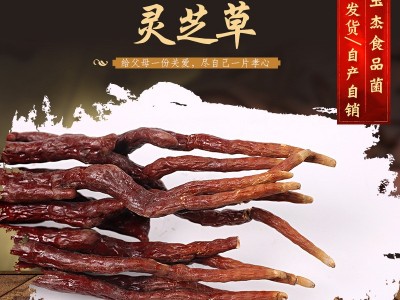 现货批发 灵芝草 草灵芝 鹿角灵芝原产地自产自销灵芝草图3