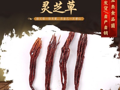 现货批发 灵芝草 草灵芝 鹿角灵芝原产地自产自销灵芝草图4