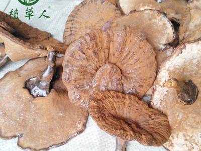 福建椴木紫灵芝赤灵芝 色泽饱满带粉短脚灵芝 散装短柄清香紫灵芝图3