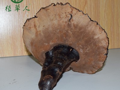 福建椴木紫灵芝赤灵芝 色泽饱满带粉短脚灵芝 散装短柄清香紫灵芝图4